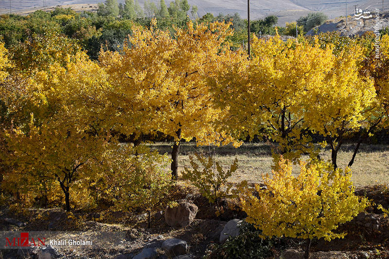 طبیعت زیبای پاییز در باغات تبریز