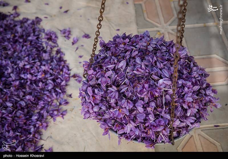 برداشت طلای سرخ در سایه بی آبی
