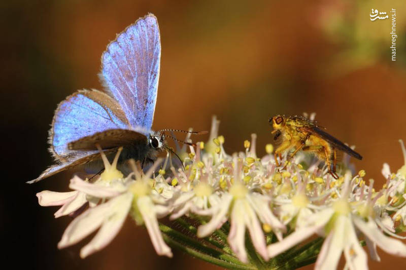 تقابل حشرات !