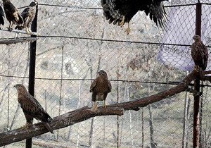 انتقال گونه‌های جانوری آسیب دیده به کلینیک حیات وحش پردیسان