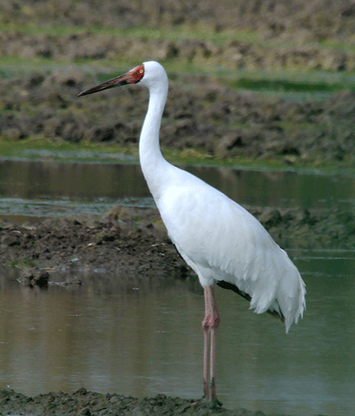 تک درنای سیبری به تالاب فریدونکنار رسید+ عکس