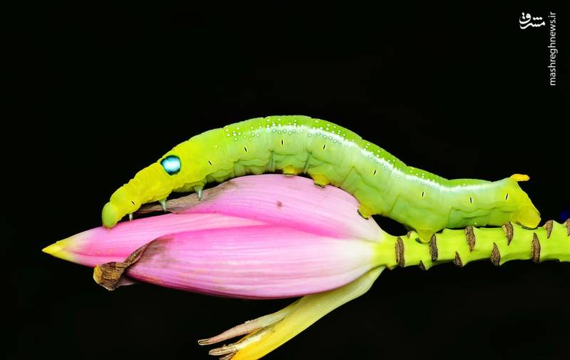 تصاویر منتخب حیات وحش هفته‎