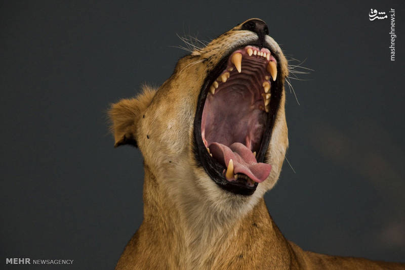 زندگی به سبک سلطان