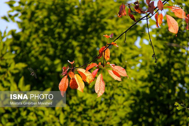 صل هزار رنگ در شمال غربی کشور