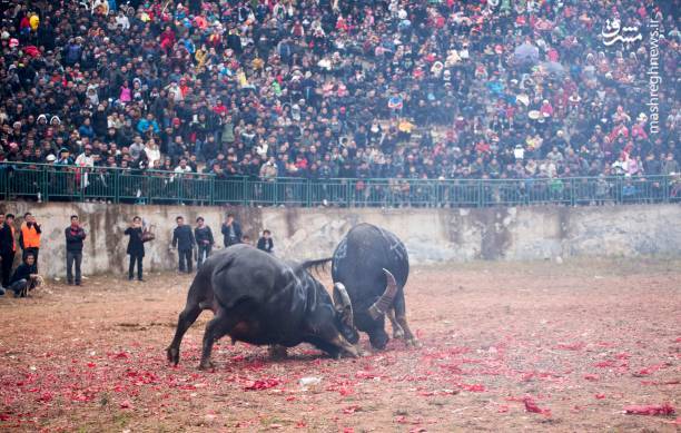 مبارزه پُرتماشاگر گاوها!