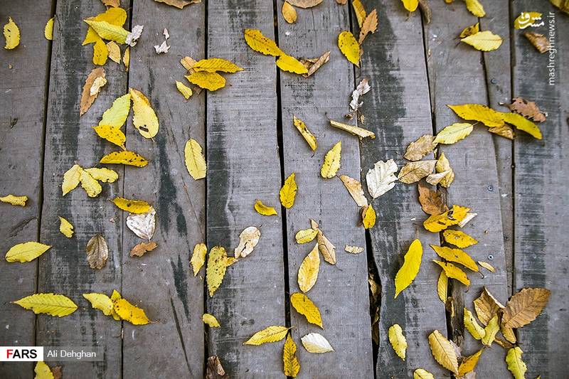 رنگ آمیزی پاییزی جنگل النگدره