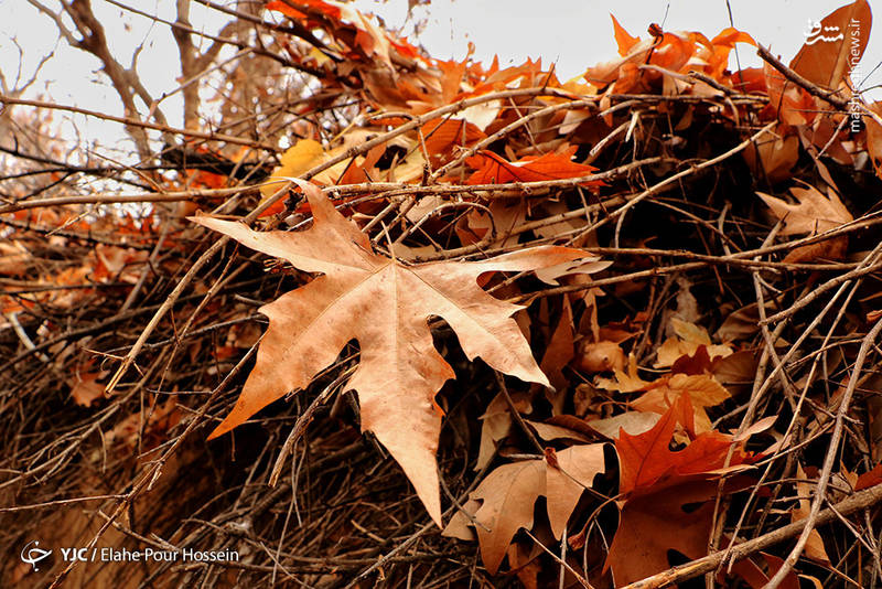 طبیعت زیبای پاییزی شیراز