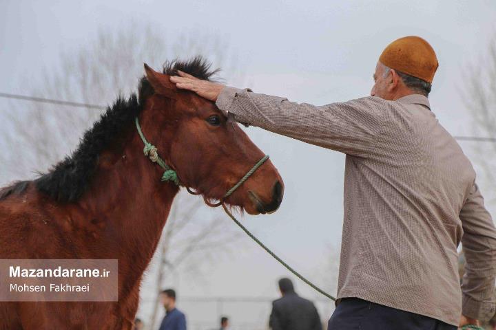 سومین جشنواره ملی برنج دابودشت برگزار شد+ تصاویر