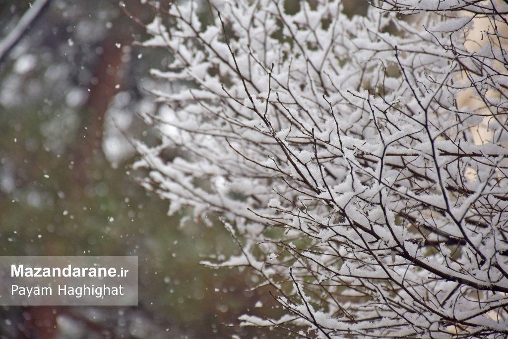 تهران سفید پوش شد+ تصاویر