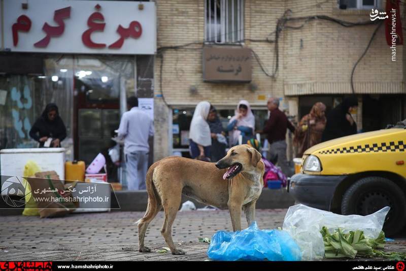 سگ‌هایی که آزادانه میچرخند
