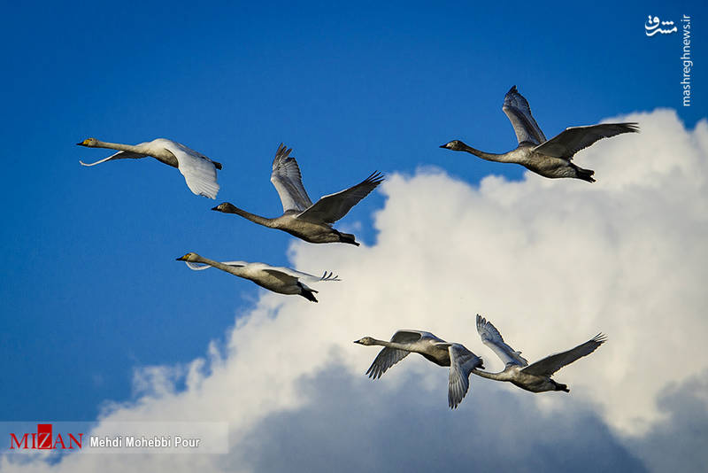 پرواز قوها بر فراز تالاب مازندران