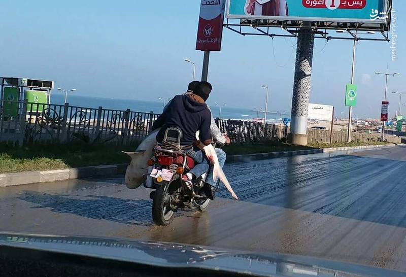 عکس/ حمل کوسه با موتور