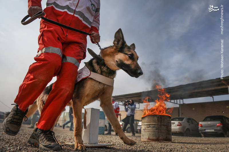 مانور سگ‌های زنده‌یاب هلال احمر