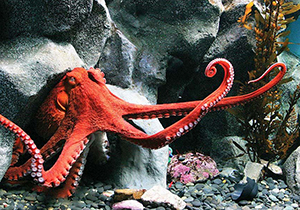 ویدئویی زیبا از رنگ عوض کردن اختاپوس