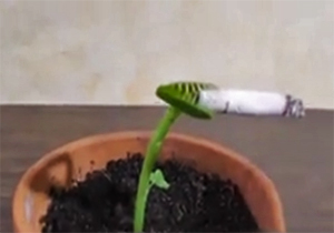 گیاه جالبی که سیگار می‌کشد! + فیلم