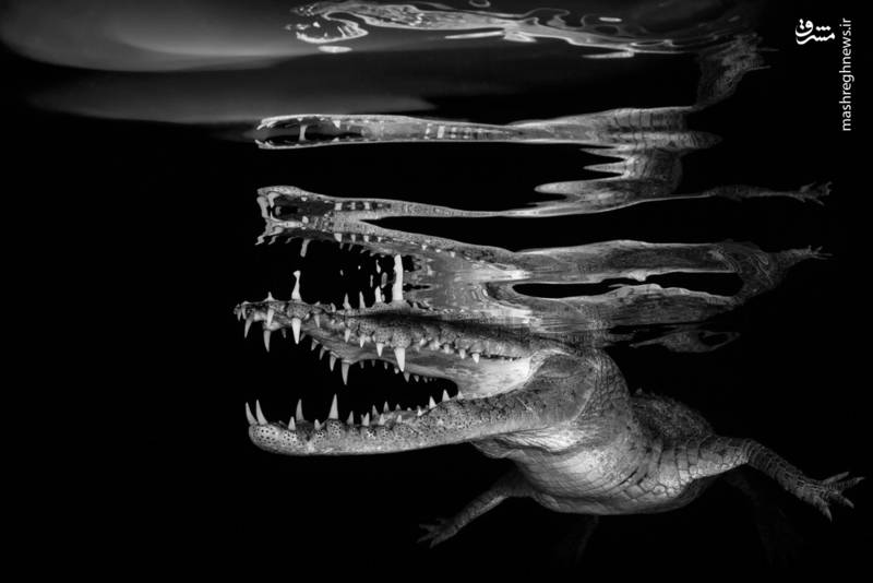 برندگان مسابقه عکاسی زیر آب ۲۰۱۸