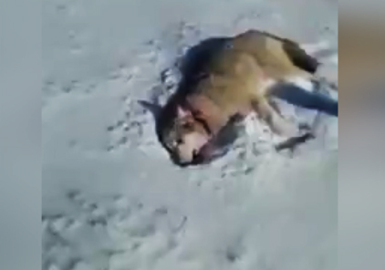 وقتی گرگ زخمی به شکارچیان رکب می‌زند + فیلم