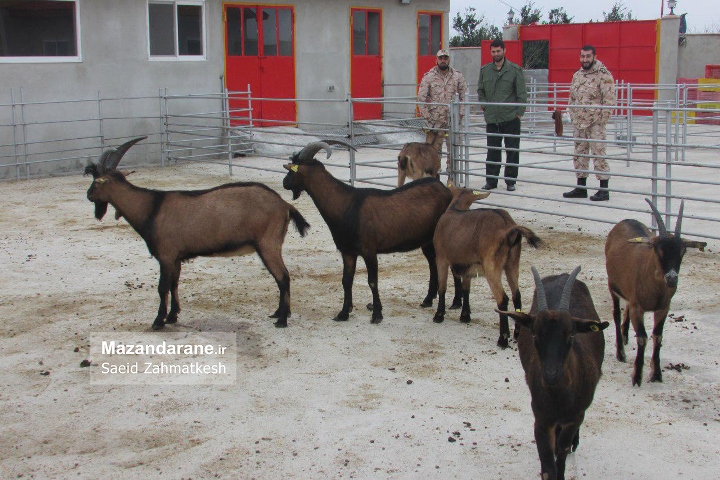 مزرعه پرورش و تکثیر فناورانه بز آلپاین راه اندازی شد+ تصاویر