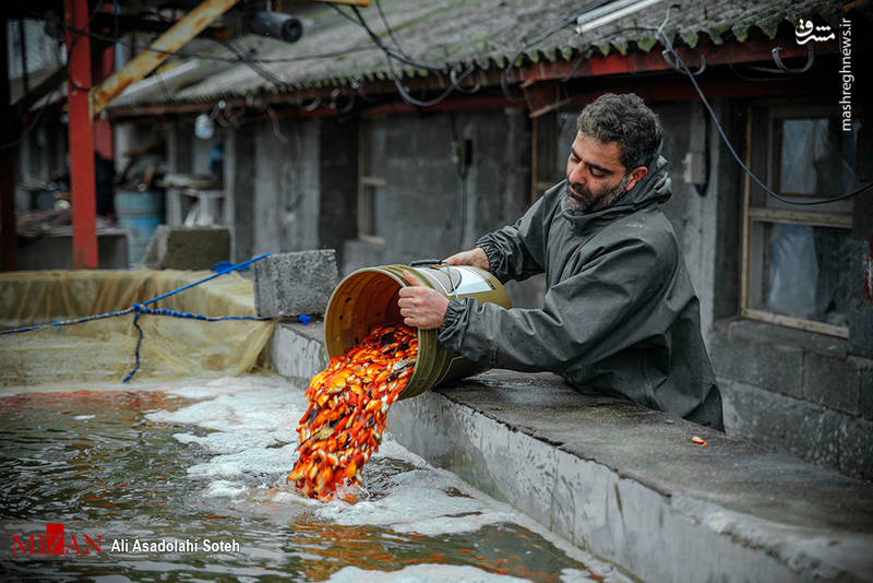 پرورش ماهی گُلی را دیده‌اید؟