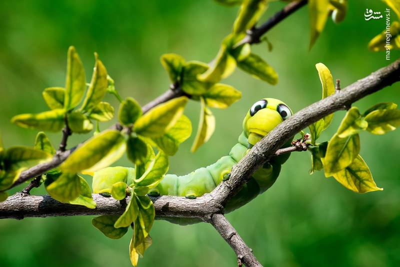 تصاویر منتخب حیات وحش هفته