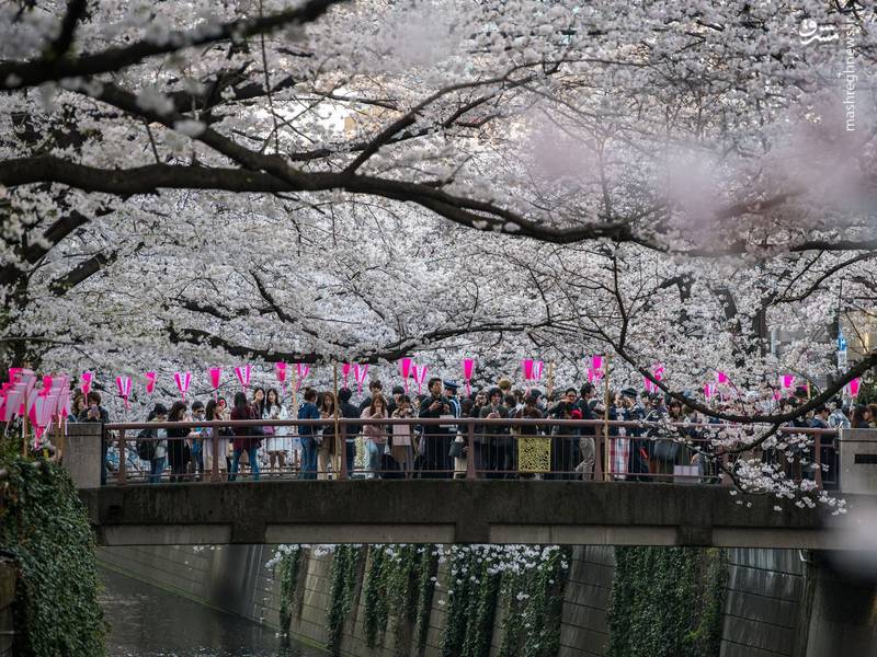 تصاویر زیبا از شکوفه های گیلاس در توکیو