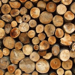 خلاقیت هنری با استفاده از تنه درخت +تصاویر