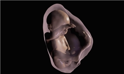 زنان تغذیه مناسب در ۳ ماه اول بارداری را جدی بگیرند