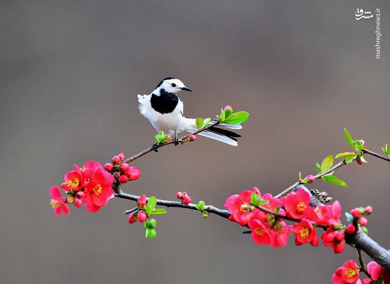 تصاویر منتخب حیات وحش