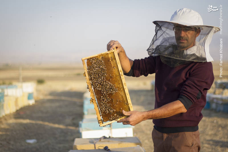 جوان کردستانی که کام آلمانی‌ها را شیرین می‌کند