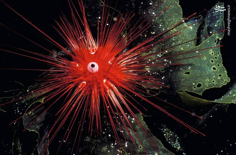 دنیای حیرت انگیز اقیانوس ها