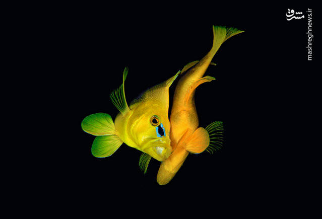 تصاویر منحصر به فرد از اعماق اقیانوس