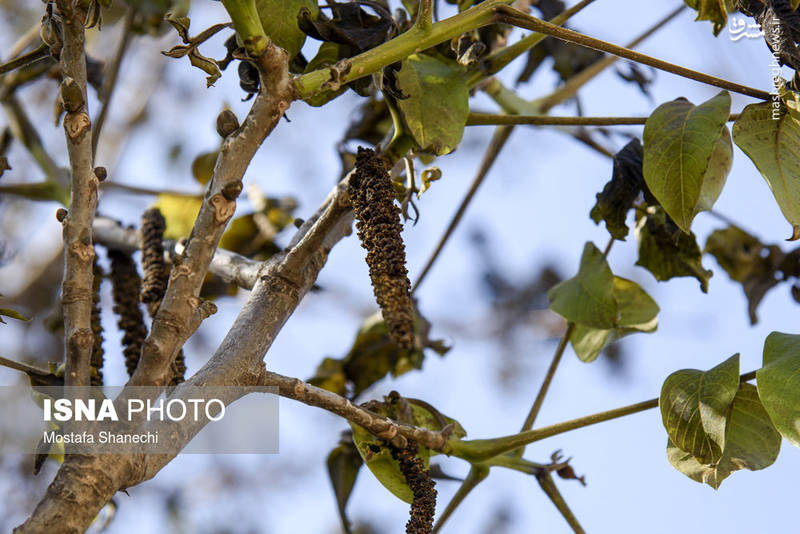 خسارات ناشی از سرمای اخیر به کشاورزان