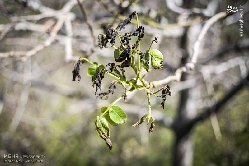 خسارت سرمازدگی به باغات همدان