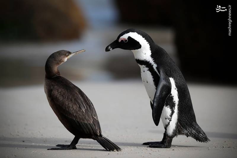 تصاویر منتخب حیات وحش هفته