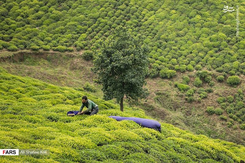 تصاویر زیبا از برداشت برگ سبز چای
