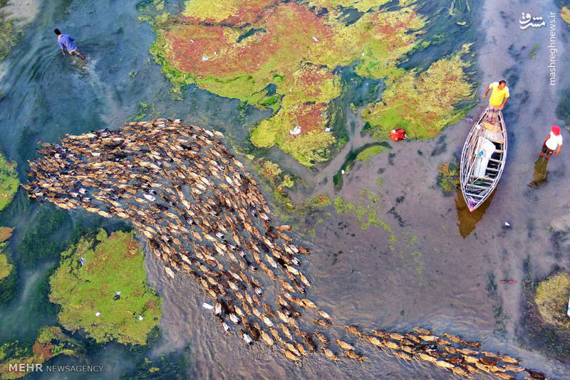 رژه اردک‌ها