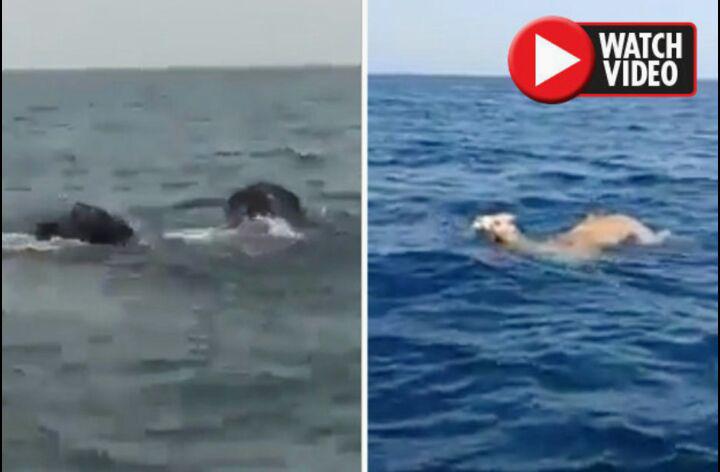 صحنه عجیبی که توریست ها در وسط اقیانوس با آن روبرو شدند + فیلم