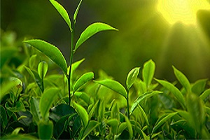 نگاهی به وضع بازار چای ایران + فیلم