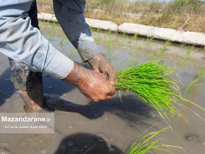 نشاکاری در روستای کچب کلوا آمل به روایت تصویر