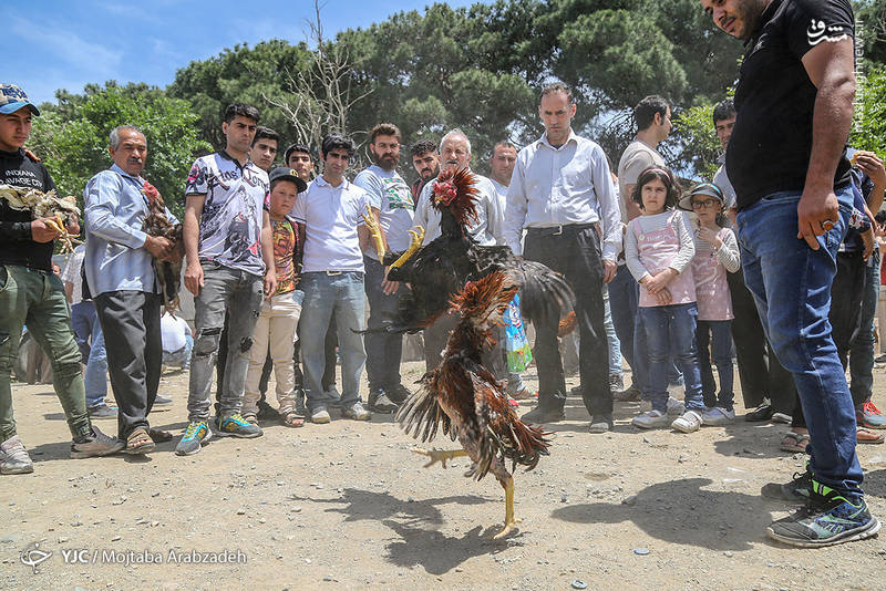 بازار پرنده‌فروشان تهران