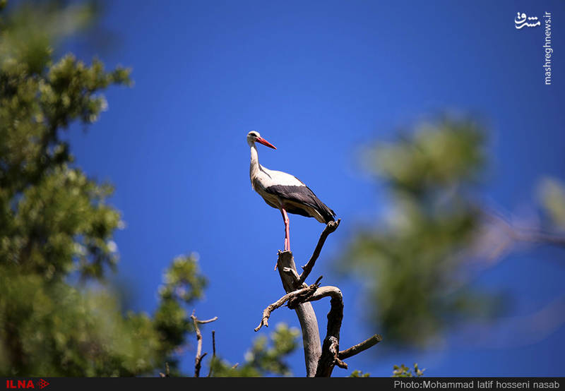 شهر لک لک‌های ایران کجاست؟