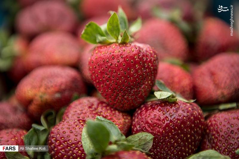 برداشت توت‌فرنگی در گیلان