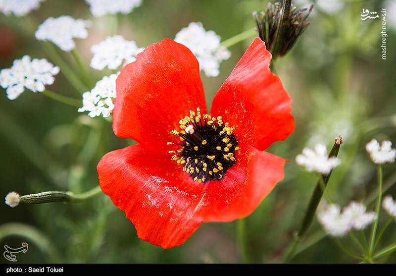 سرزمین شقایق‌های سرخ