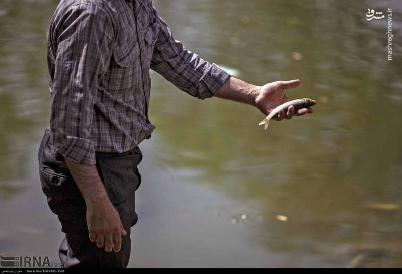 نجات ماهیان گرفتار در زاینده رود