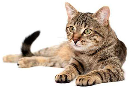 سقوط آزاد گربه از بالاترین طبقه ساختمان با چتر نجات! + فیلم