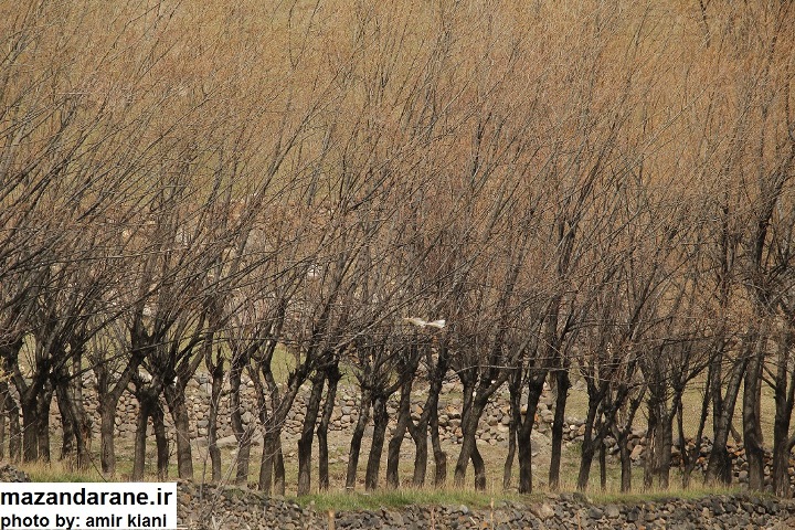 تصاویر ناب از لنز دوربین عکاس جوان آملی