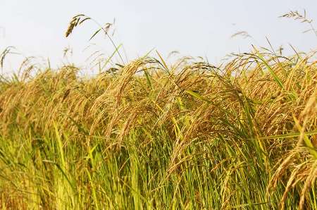 ظهور اولین خوشه های برنج در شالیزارهای آمل