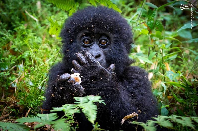 تصاویر منتخب حیات وحش هفته