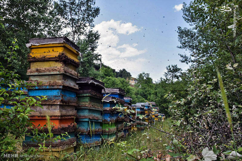 پرورش زنبور عسل در گردنه حیران