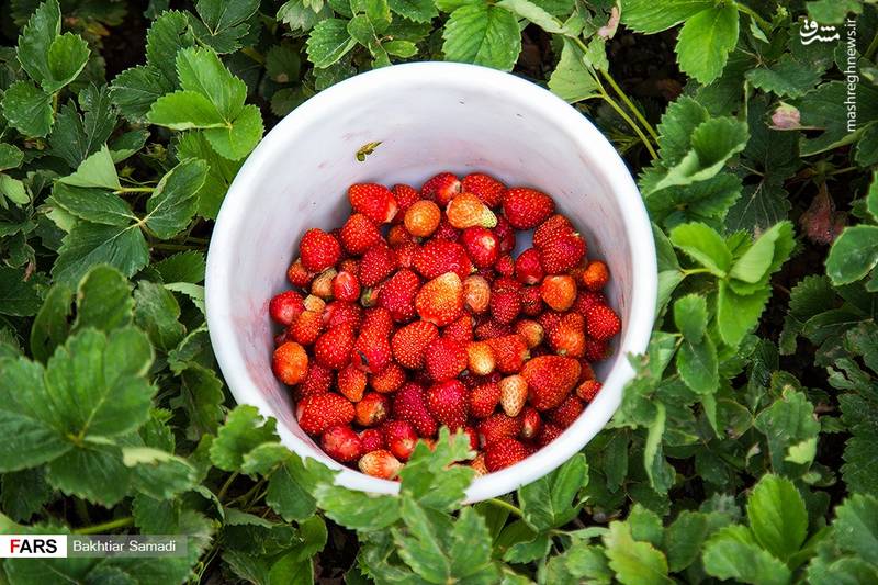 برداشت توت‌فرنگی در ژاورود